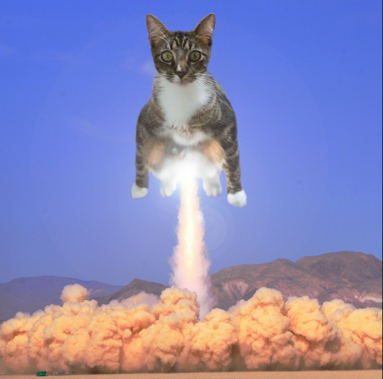 cat-rocket-launch